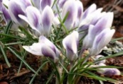 white and pale purple crocus buds